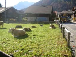 Minutes Walk from Gstaad Center - Great Apartment