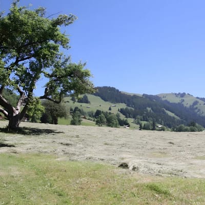 Greatly Renovated 400 Year Old Chalet near Gstaad